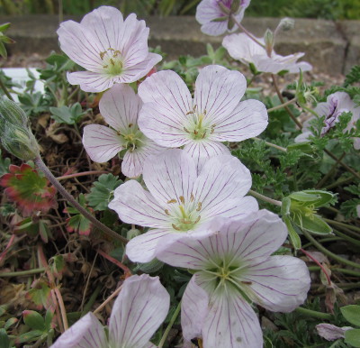 Pottertons Nursery Geranium X Lindavicum Apple Blossom