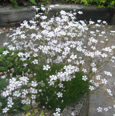 garden on the wall