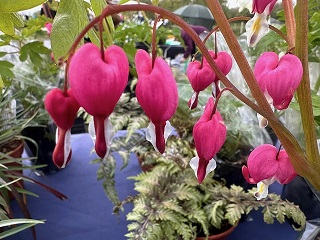 Dicentra spectabilis 