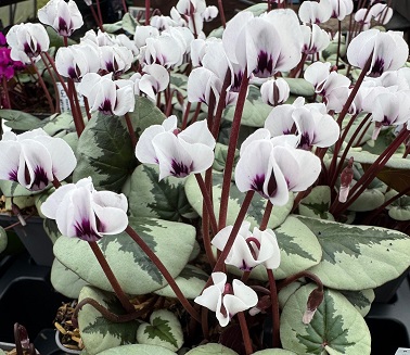 Cyclamen coum Selected Leaf