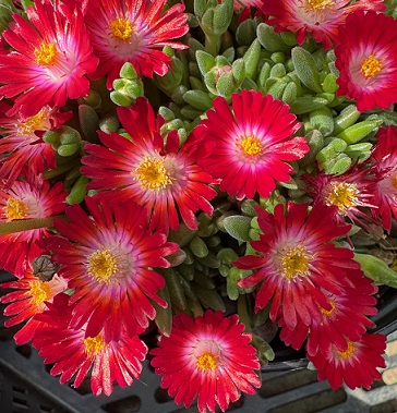 Delosperma luckhoffii 'Ruby Red'