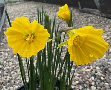 Narcissus bulbocodium 'Casual Elegance'