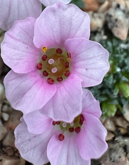 Saxifraga 'Donfield Manor''