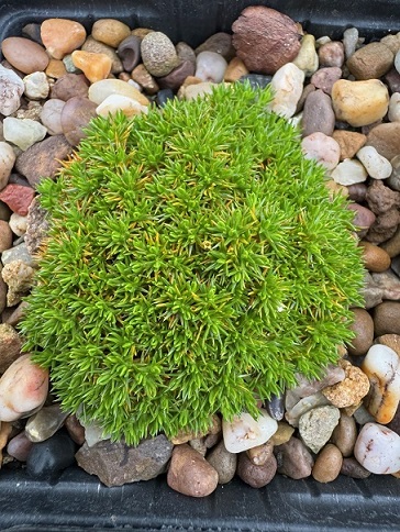 Scleranthus uniflorus 