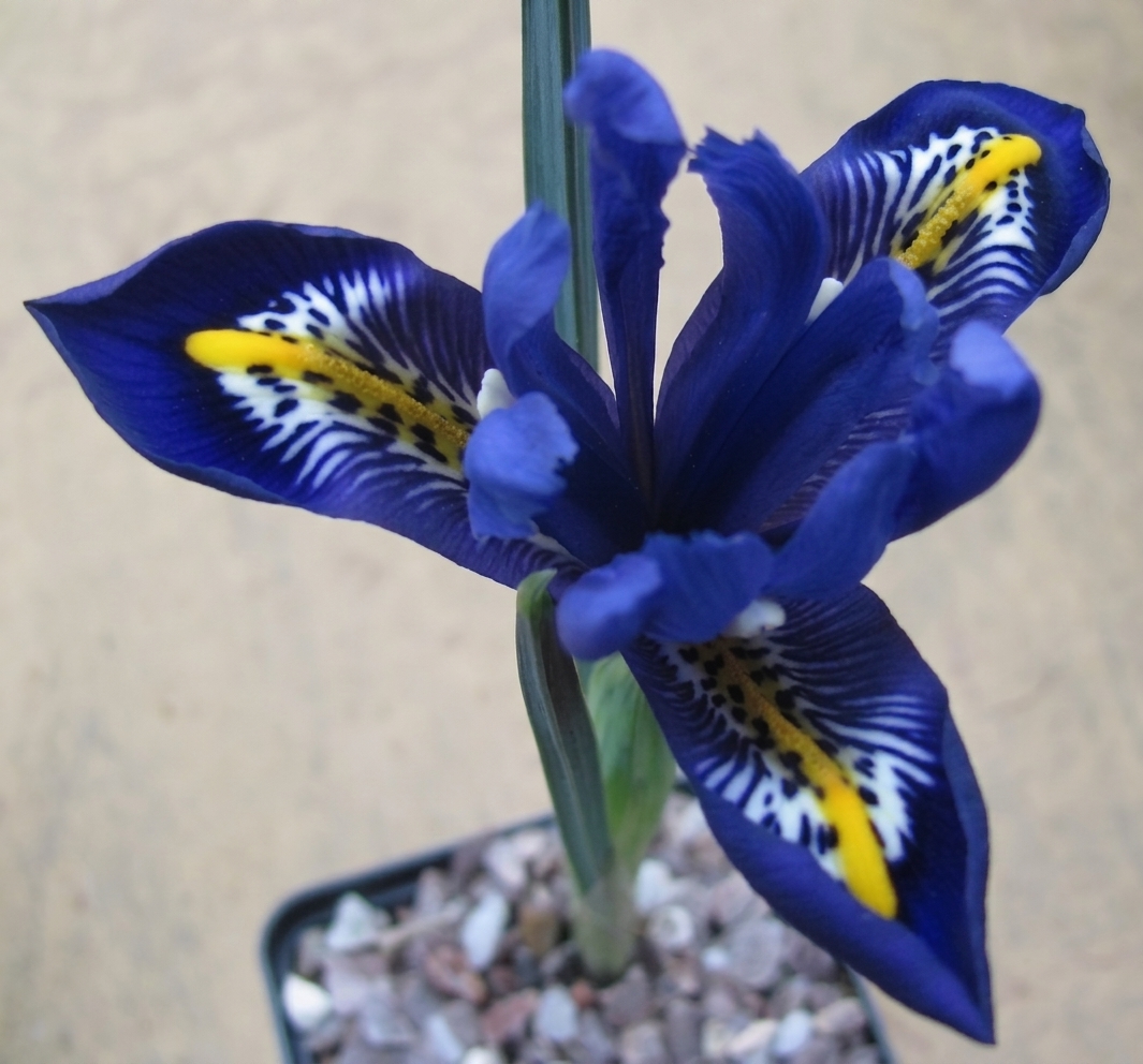 Pottertons Nursery - Iris reticulata 'Rhapsody'