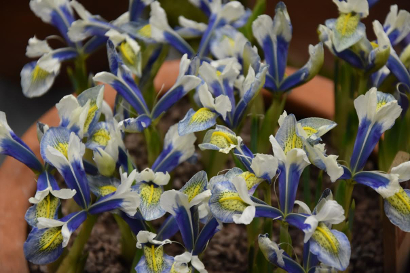 Iris reticulata Iris%20Sea%20Breeze