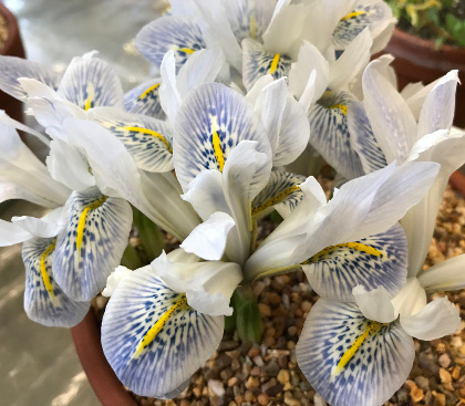 Pottertons Nursery - Iris reticulata 'Polar Ice