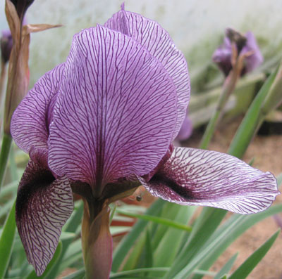 Iris Dardanus 