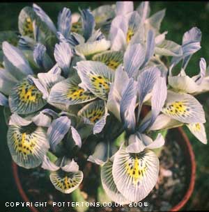 Iris histrioides 'Katharine Hodgkin' 