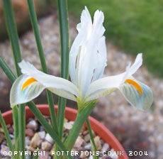 Iris reticulata 'Natasha' 