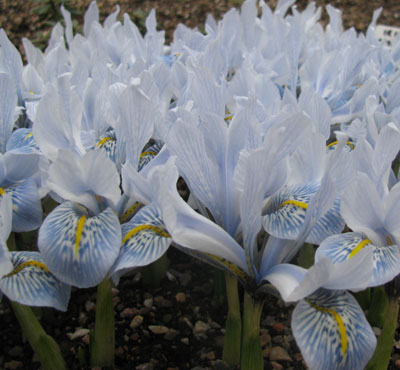 Iris histrioides 'Sheila Ann Germaney' 