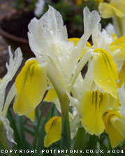 Iris bucharica 