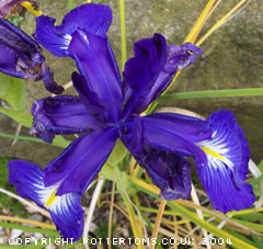 Iris latifolia 'King of the Blues'