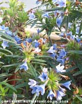 Lithodora zahnii 