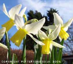 NarcissusJenny.jpg