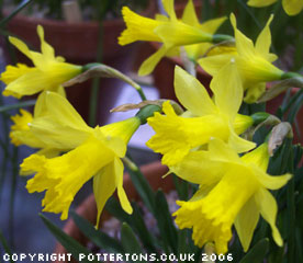 Pottertons Nursery - Narcissus minor