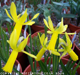 Narcissus cyclamineus 'Mite' 
