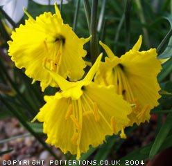 Narcissus bulbocodium var nivalis 1277/20