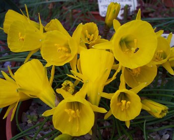 Narcissus bulbocodium var tenuifolius