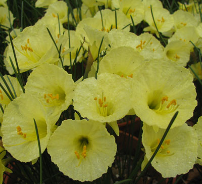 Pottertons Nursery  Narcissus
