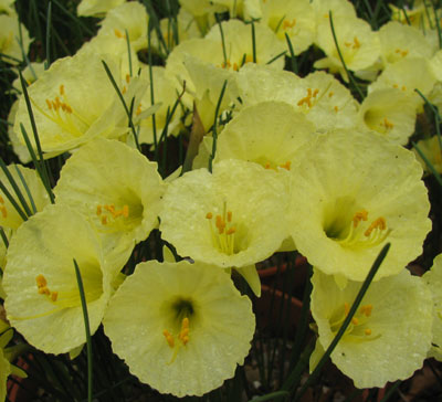 Narcissus romieuxii