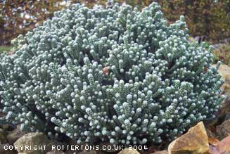 Ozothamnus coralloides 