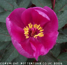 Paeonia cambessedesii 