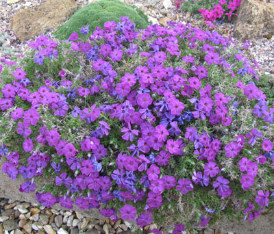 Phlox subulata 'Purple Beauty'