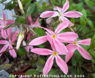 Phlox adsurgens 'Wagon Wheel' 