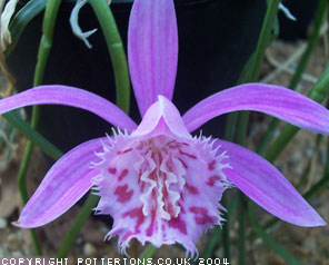 Pleione Piton