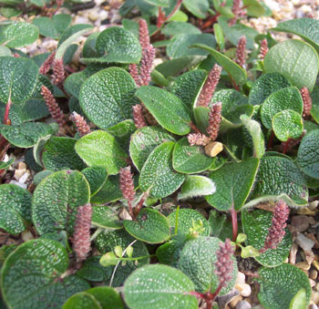 Salix reticulata