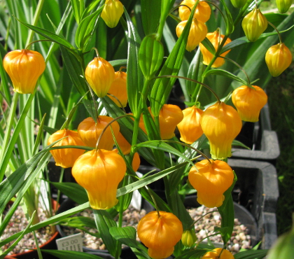 Pottertons Nursery - Sandersonia aurantiaca 480/20