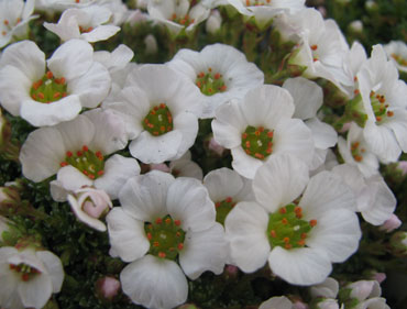 Saxifraga 'Cumulus' (iranica)