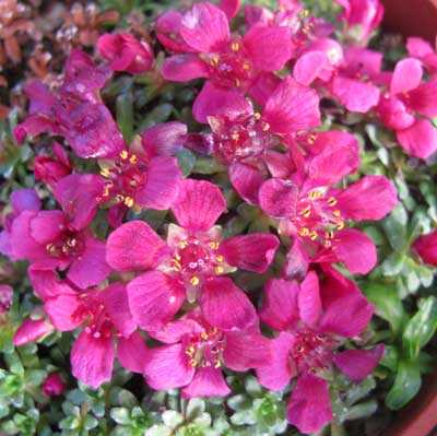 Saxifraga 'Louis Armstrong'