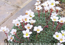 Saxifraga 'Friesei' (x salmonica) 