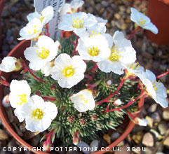 Saxifraga  'G. W. Gould No.2'