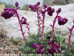 Saxifraga 'Geoff Wilson' 