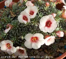 Saxifraga 'Josef Capek'