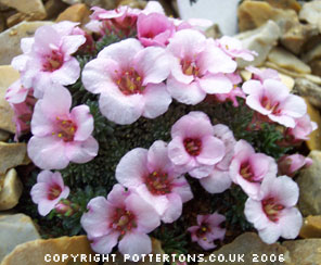 Saxifraga 'Karel Capek' (x megesaeaflora) 