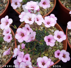 Saxifraga 'Nancye' (x goringiana)