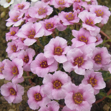 Saxifraga 'Kathleen' (x polulacina) 535/20