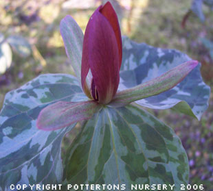 Trillium cuneatum (deliver in Autumn)