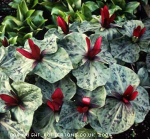 Trillium chloropetalum