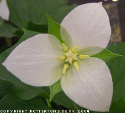 Trillium flexipes 