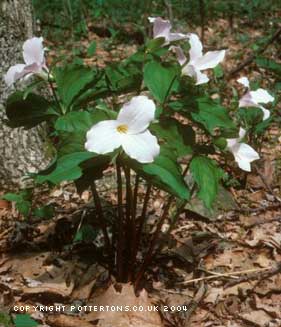 Trillium grandiflorum (delivery Autumn)