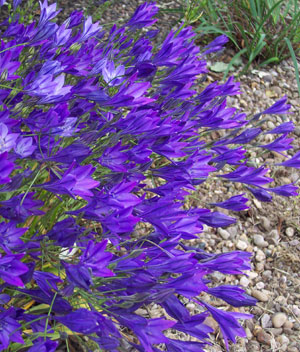 Triteleia laxa 'Corrina' 