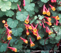 Tropaeolum tuberosum 'Ken Aslet'