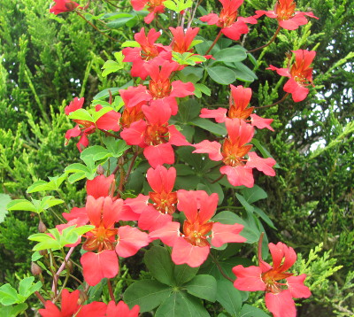 Pottertons Tropaeolum speciosum