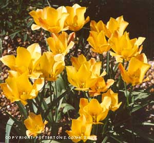 Tulipa linifolia batalinii 'Bright Gem' 