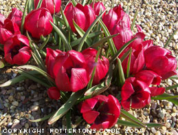 Tulipa humilis 'Lilliput'